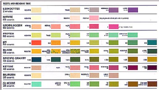 Urine Dipstick Urinalysis Almostadoctor